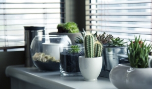 Make Your Rental Feel Like Home - Plants