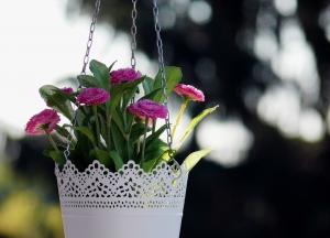 Tall, Hanging Plant - Spruce up your Front Step for Summer