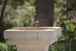 Bird Bath Lawn Ornament