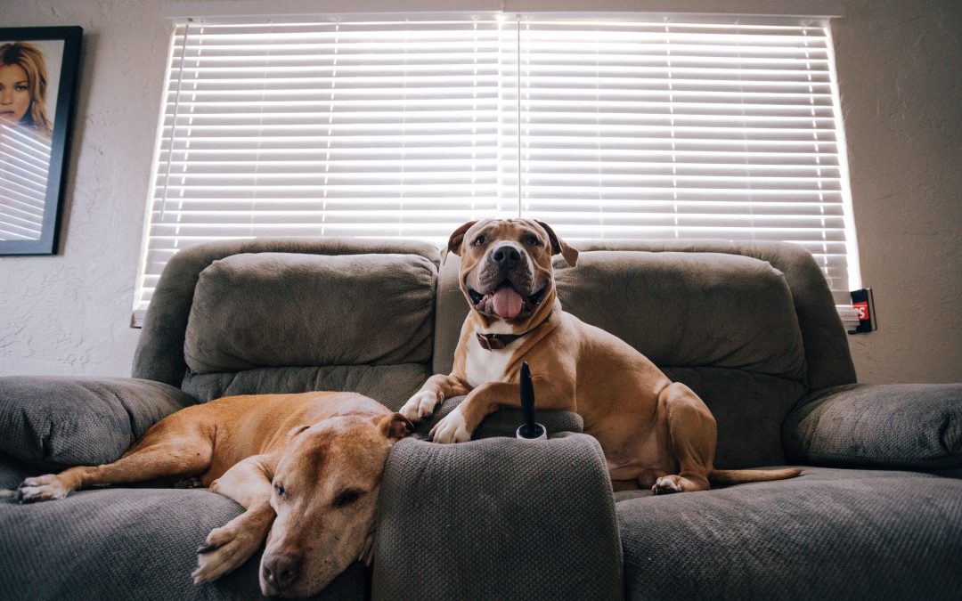 Living with Furry Companions: Tips for Pet-Friendly Apartment Living